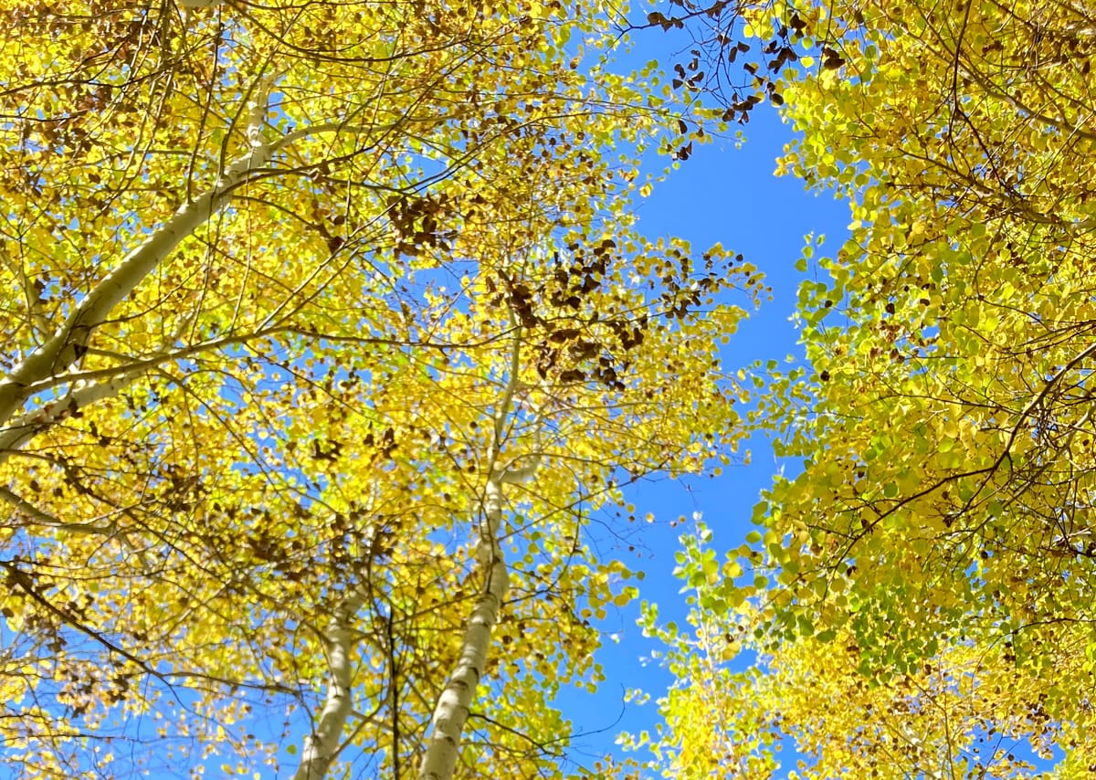 the little people inside